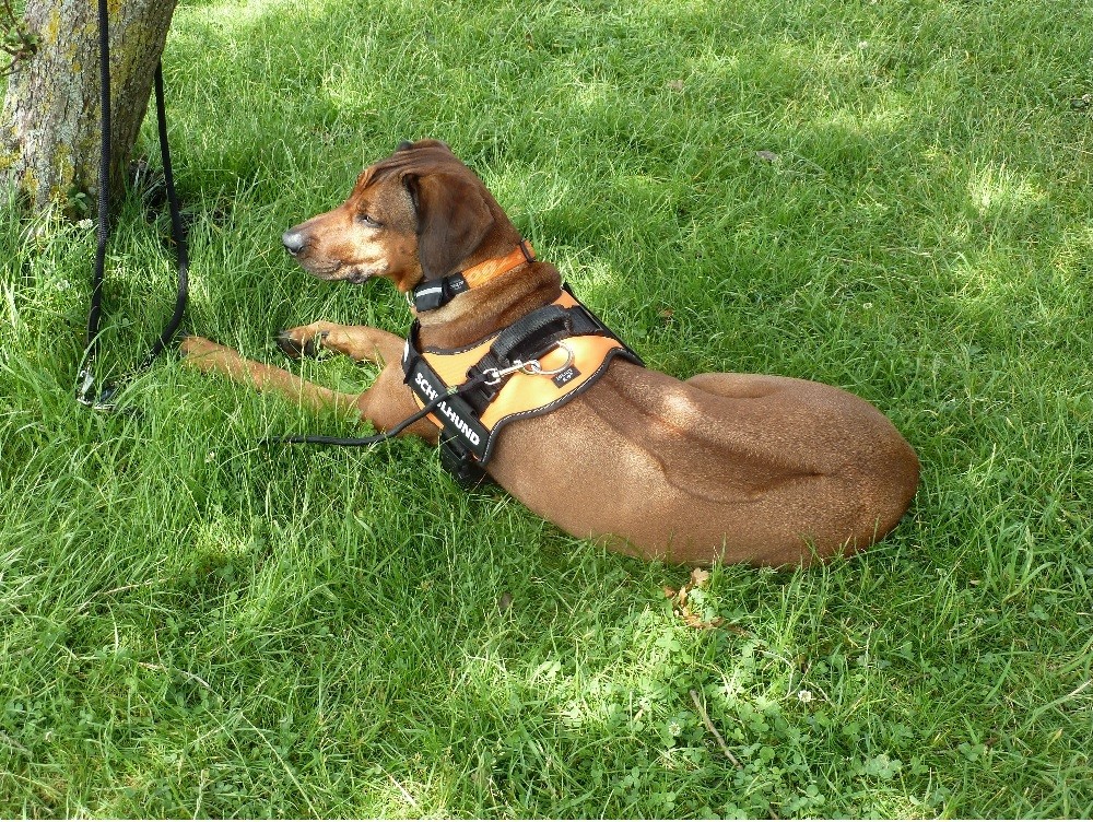 unser Schulhund Tami auf der Wiese